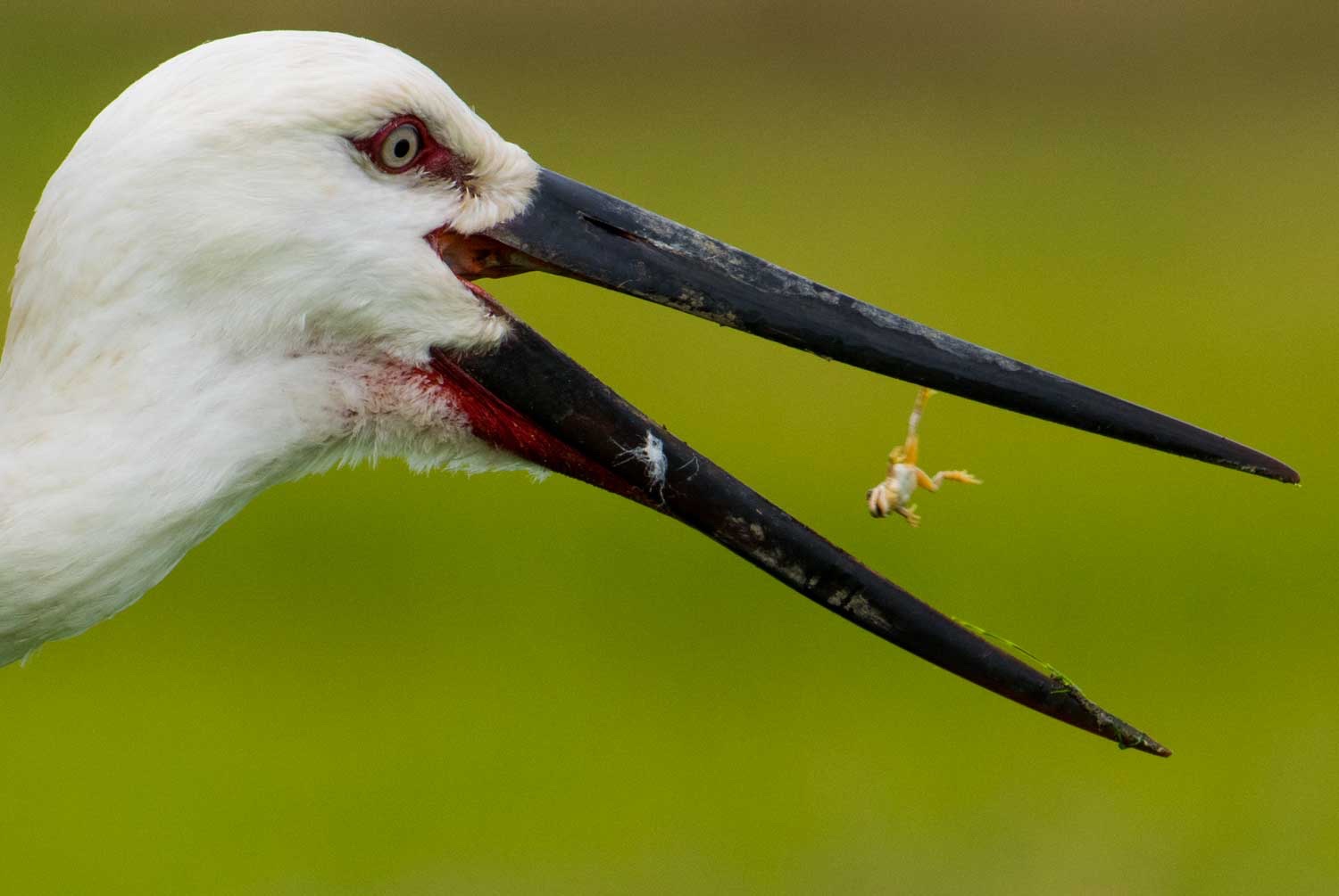 Wild Action Wildlife Action Photography - Blain Harasymiw Photography