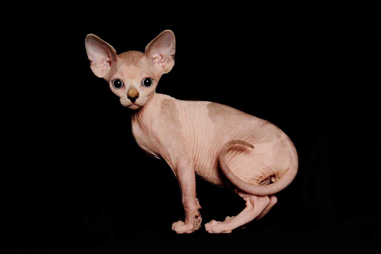 Sphynx Kittens for Sale in Illinois: Breeders List 2023 - Catster