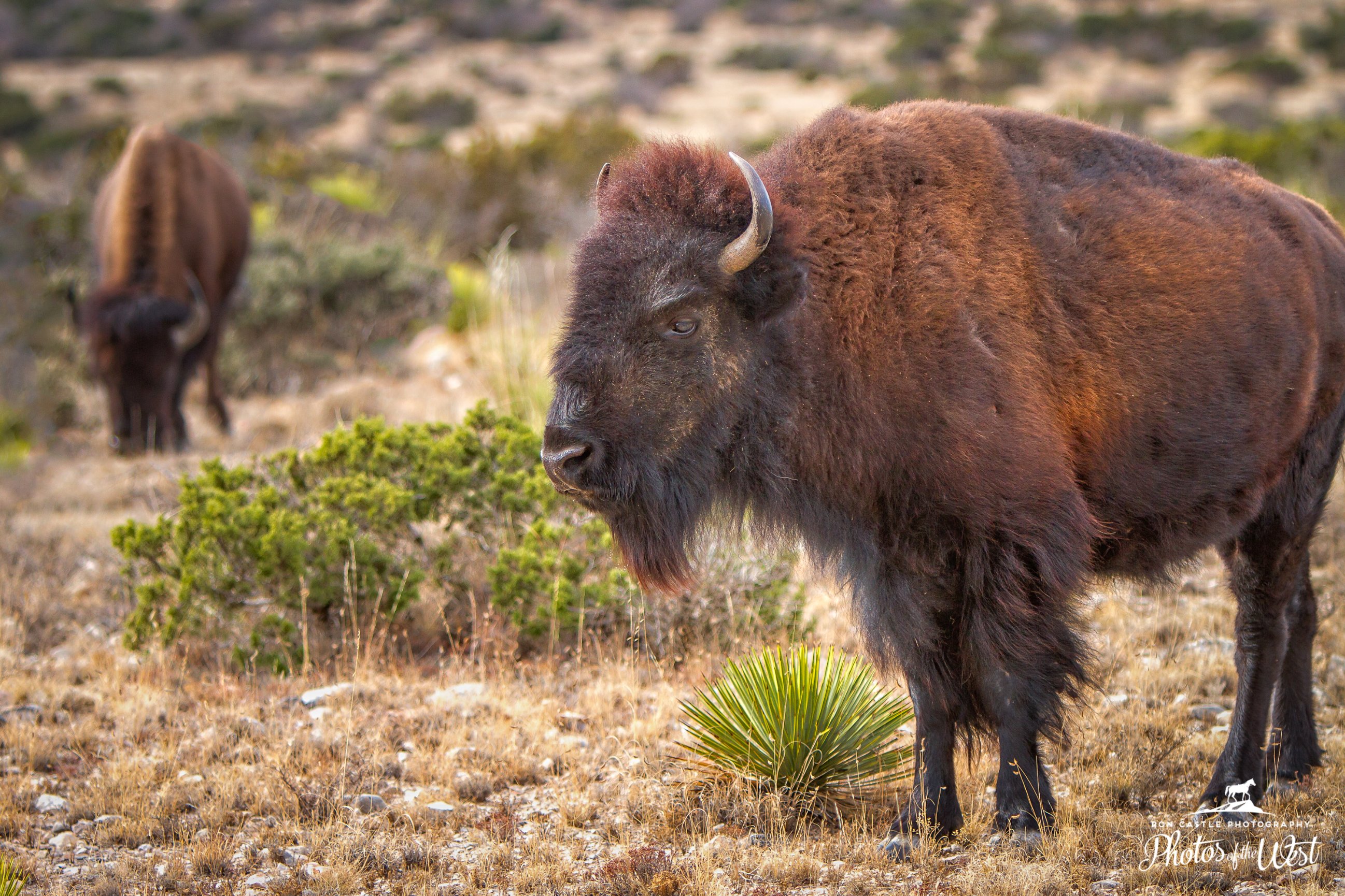 Western Landscape And Wildlife Photographer Photos Of The West