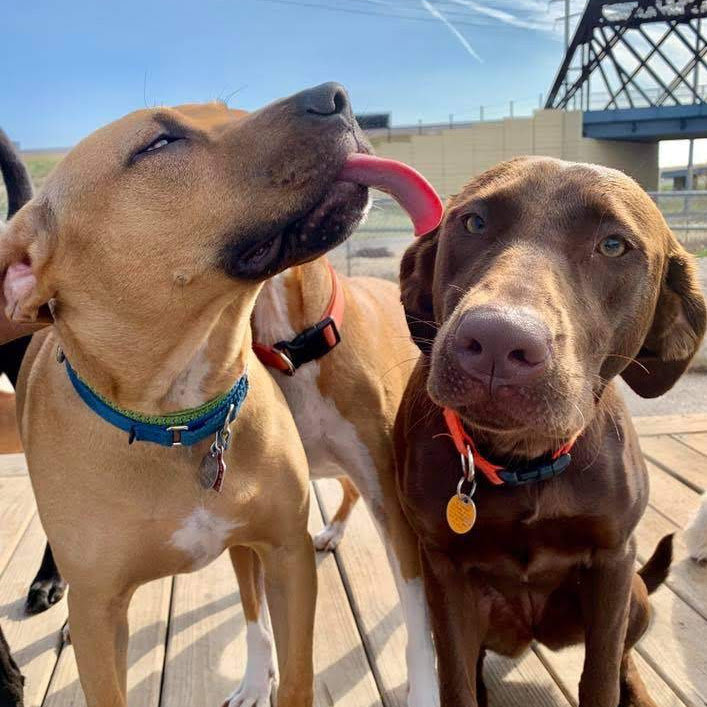 playtime doggy daycare 2