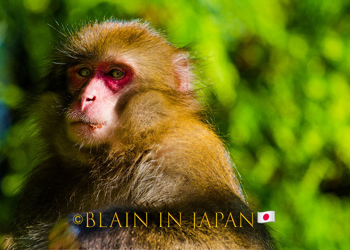 Mating Season - Snow Monkey Japan Photo Tour - Blain Harasymiw Photography