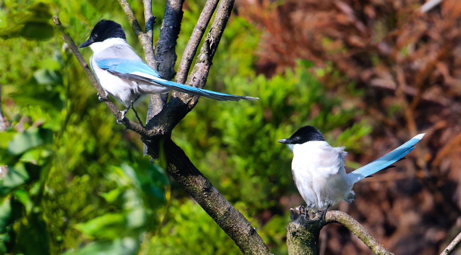 onaga-azure-winged-magpie-blain-harasymiw-photography