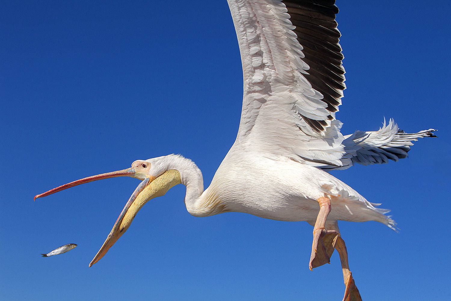 wide angle bird photography