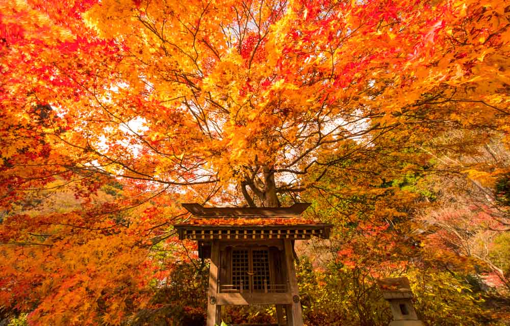 Japan Photo Tours | Blain Harasymiw Photography