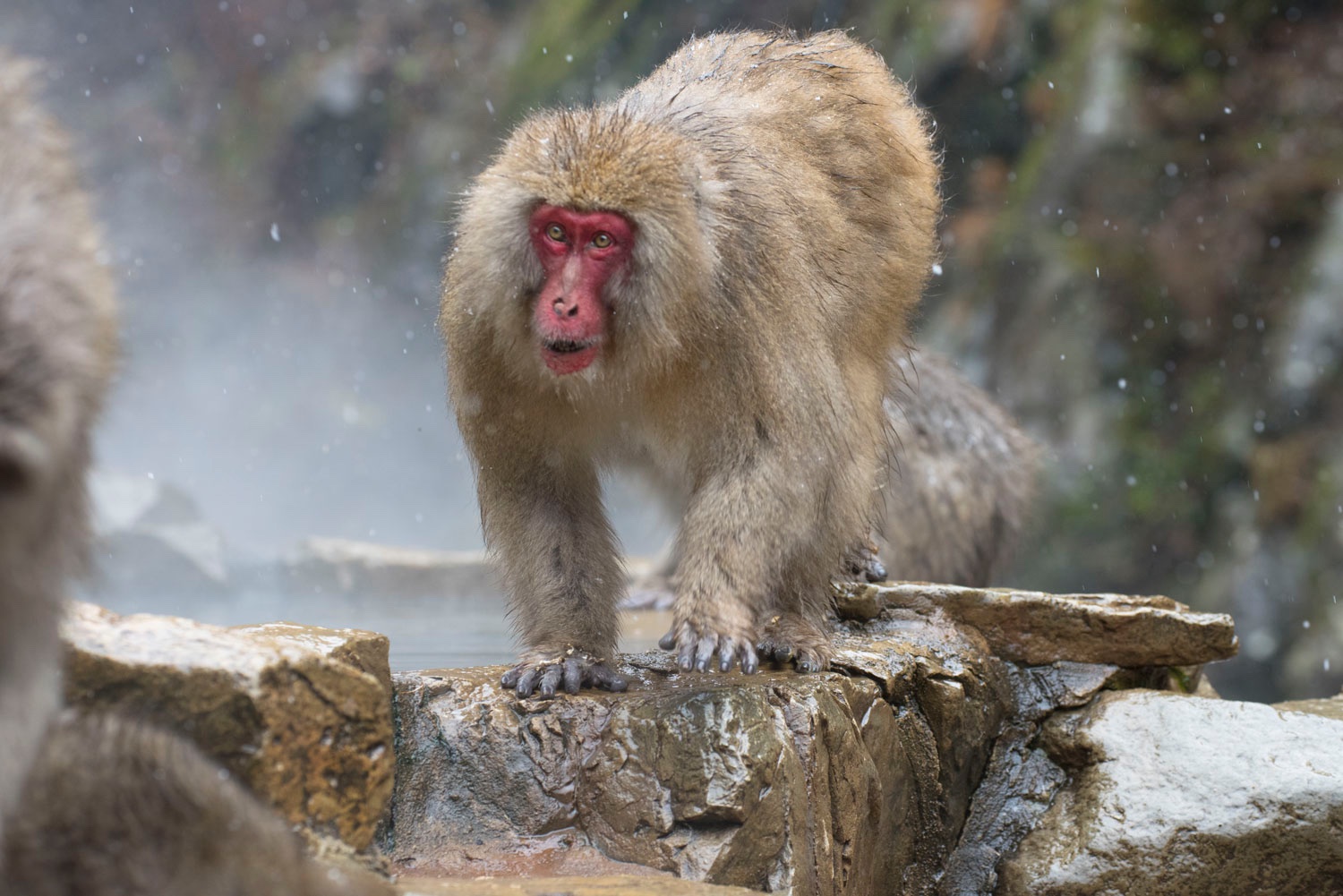 Wild Snow Monkeys - Blain Harasymiw Photography