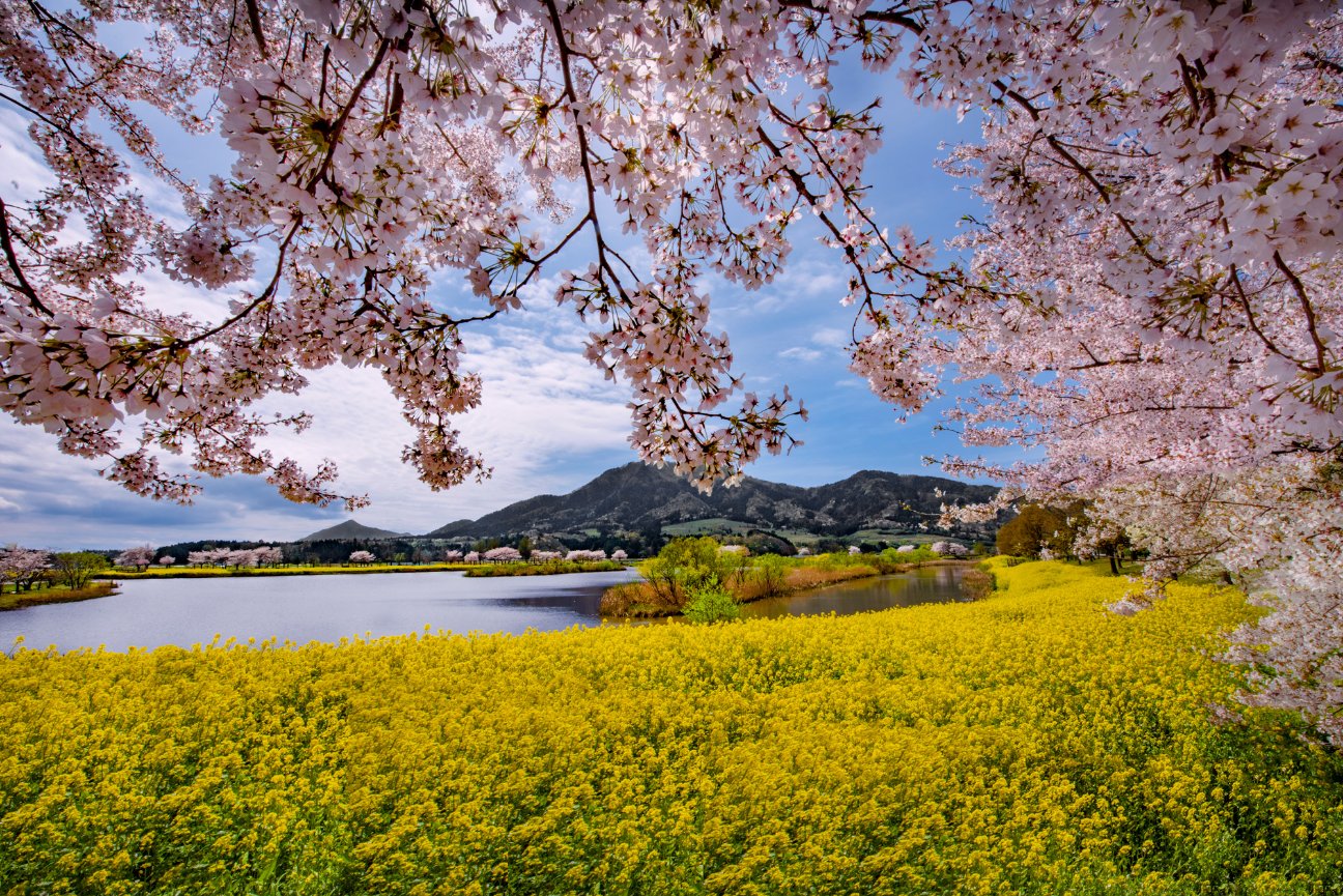 April 8 - 19, 2019 Cherry Blossom Dreamscape - JAPAN DREAMSCAPES