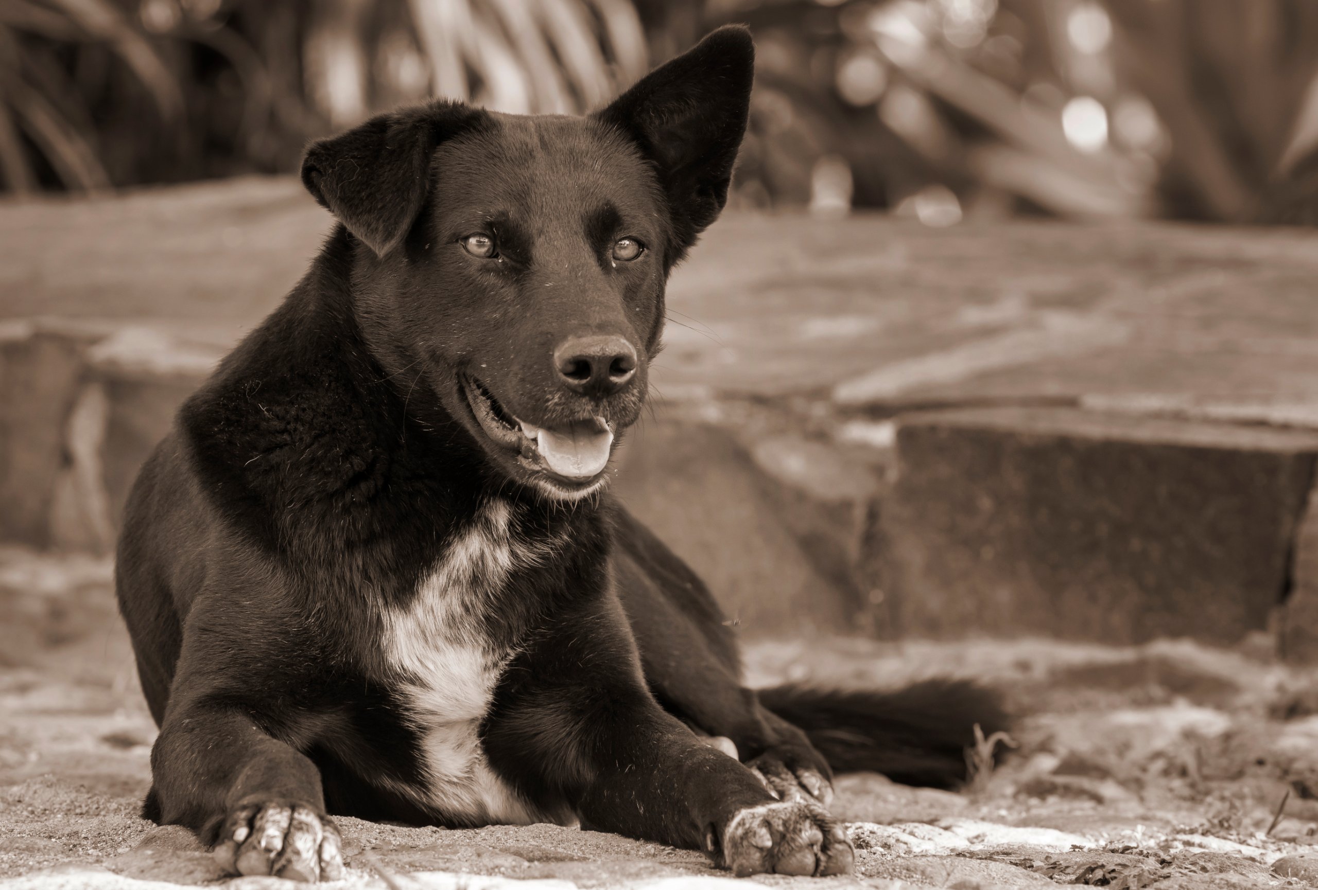 Mexican street outlet dog