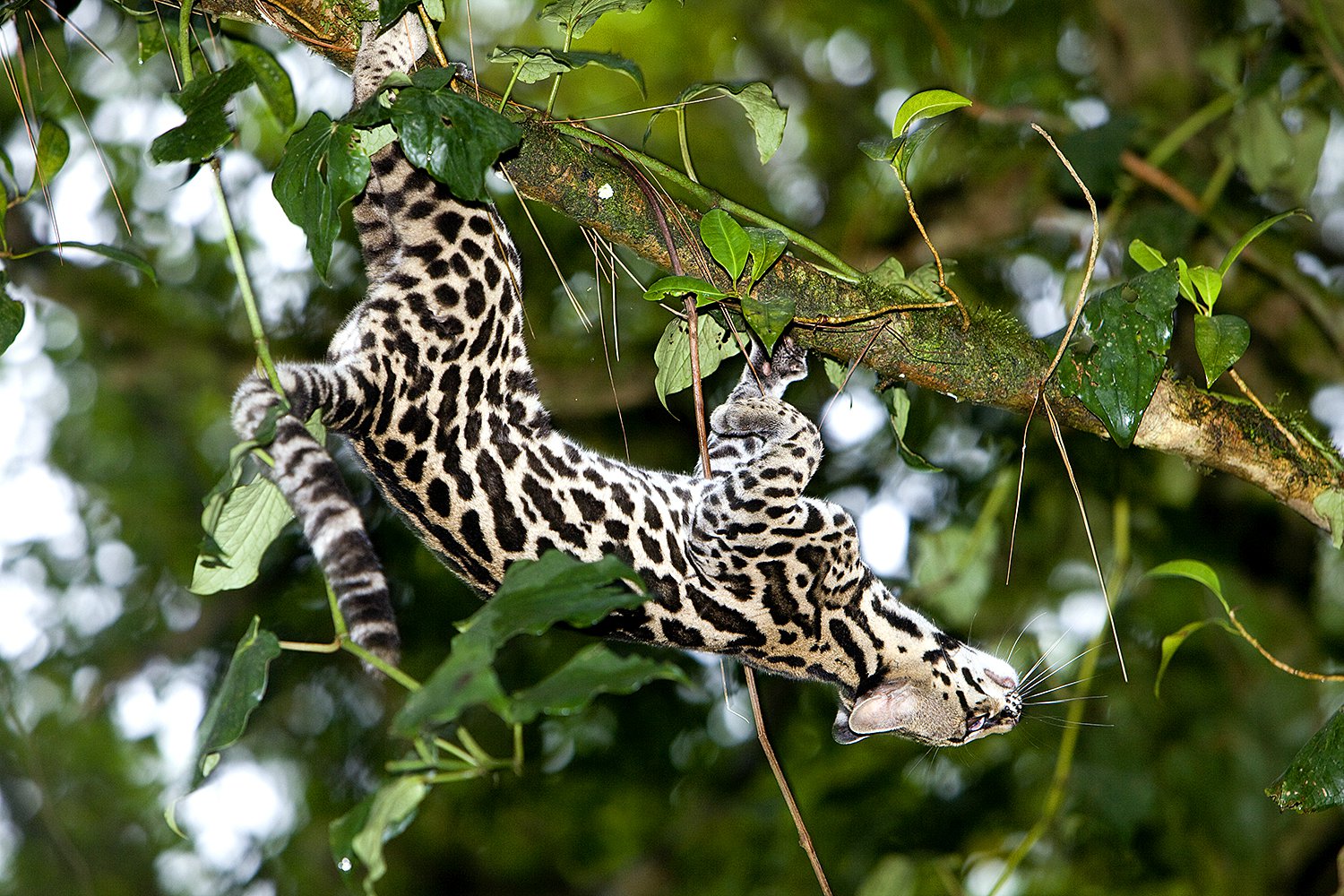 Wild Cats Jim Zuckerman photography & photo tours