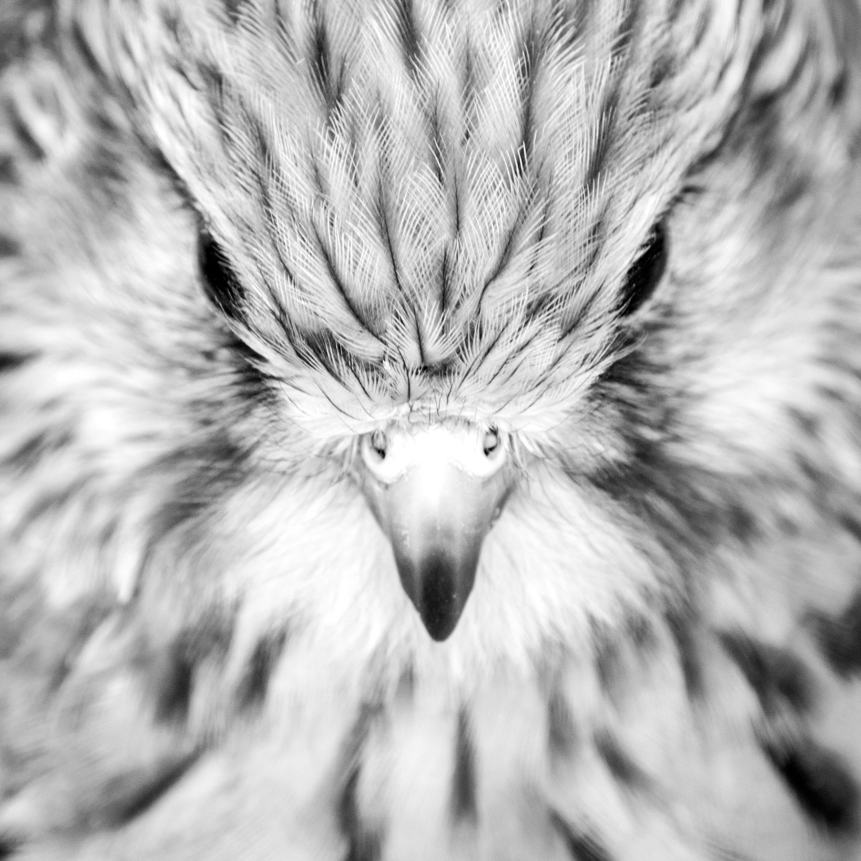 NATURE GALLERY | Susan Phelps Photography | WOKINGHAM