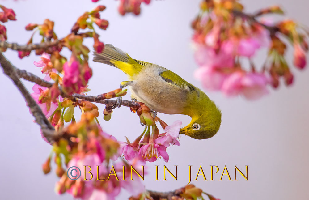 bird/ 桜 Bird – 桜 | Releases | Discogs