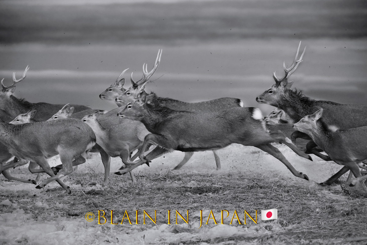Yezo Sika Deer Of Hokkaido Japan The Largest Herd On Our Planet yezo-sika-deer-of-hokkaido-japan-the-largest-herd-on-our-planet
