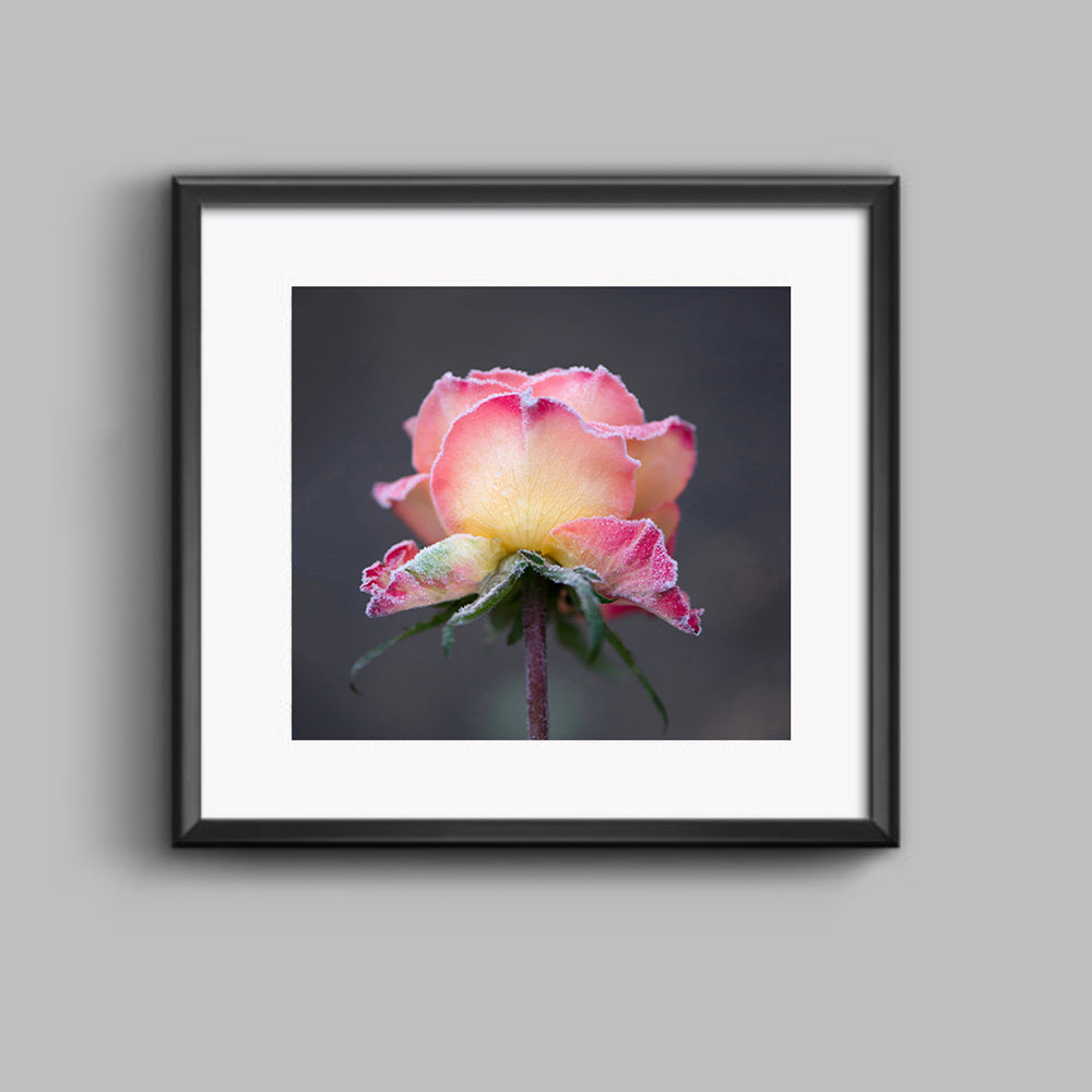 Rose FINE ART Framed Print | Susan Phelps Photography Wokingham