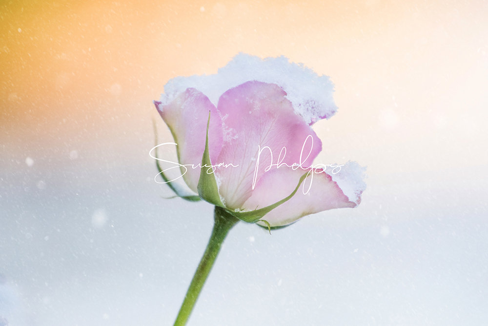 9x7 inch SNOW ROSE ready to frame Print - Susan Phelps Photography