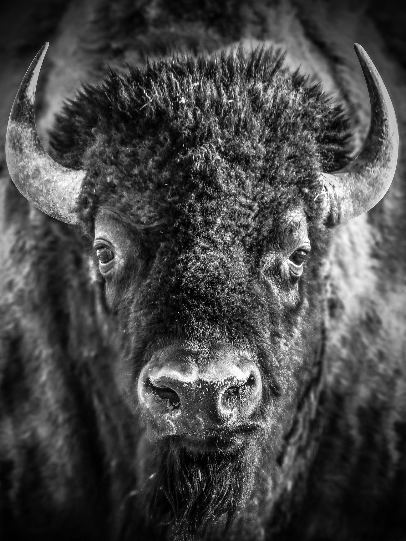 Bison Portrait - shane russeck photo