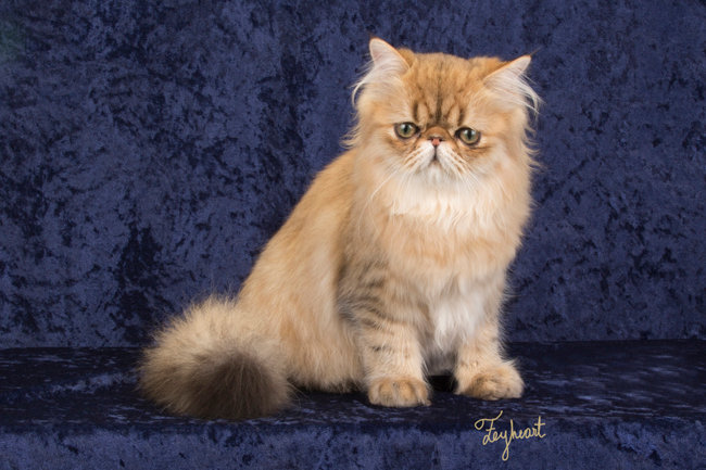 Sacramento Pet Photography Blog Feyheart Pet Photography