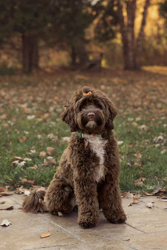 Fluffy brown dog with a white chest sits on a patio in a leafy, wooded area.