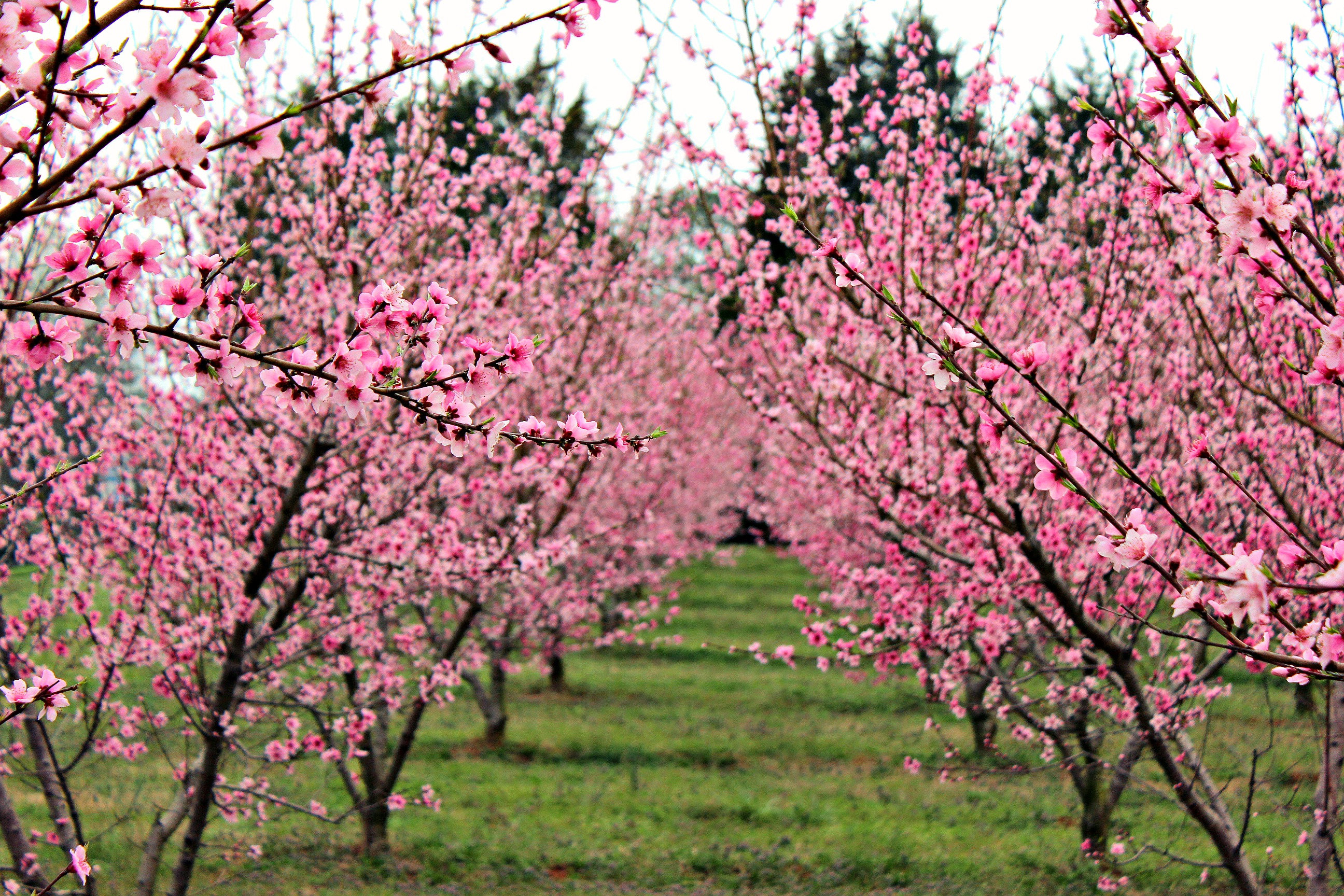 Peach Blossom Sessions