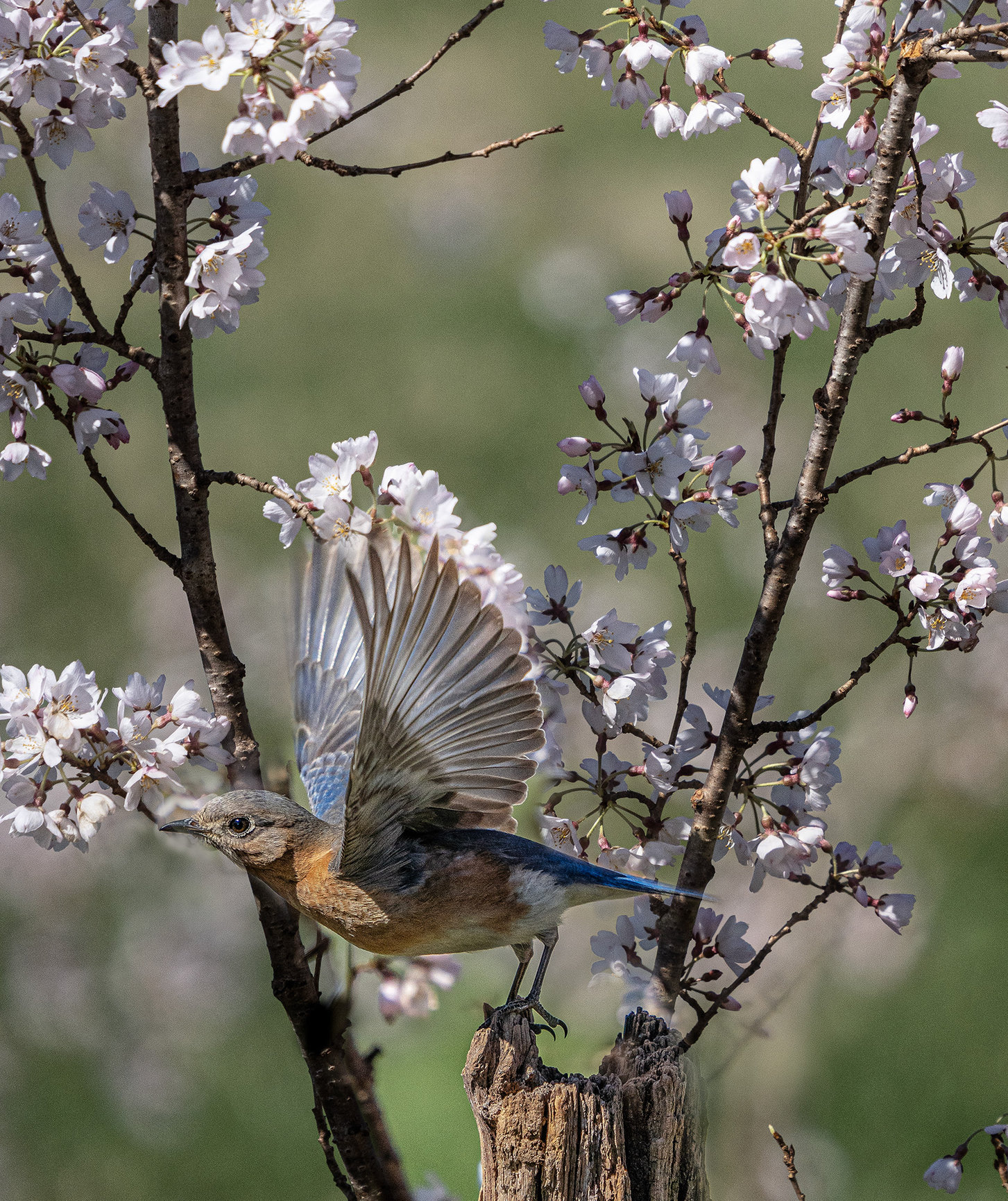 Capturing the Bluebird Life Cycle - Virginia PPA