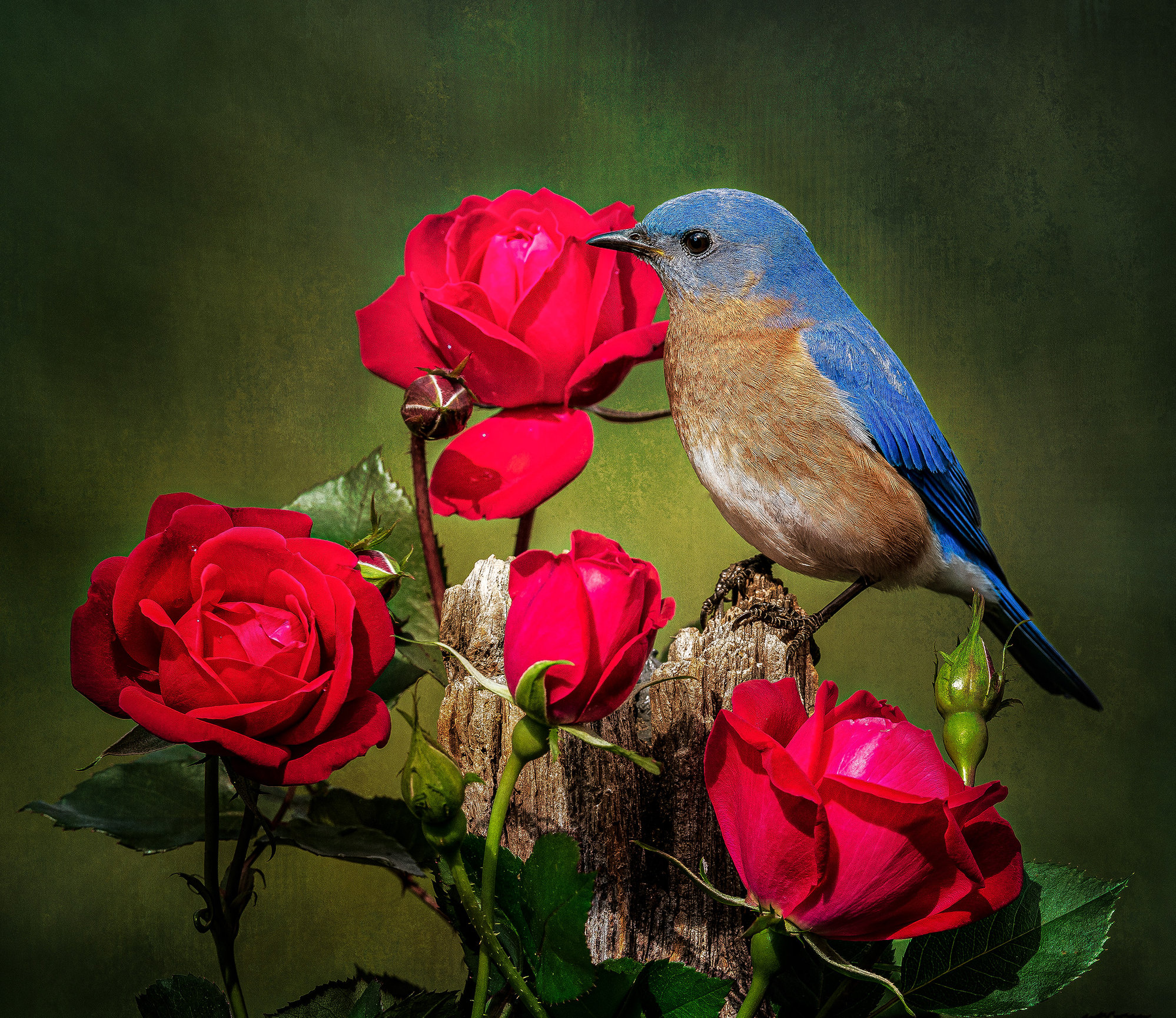 Capturing the Bluebird Life Cycle - Virginia PPA