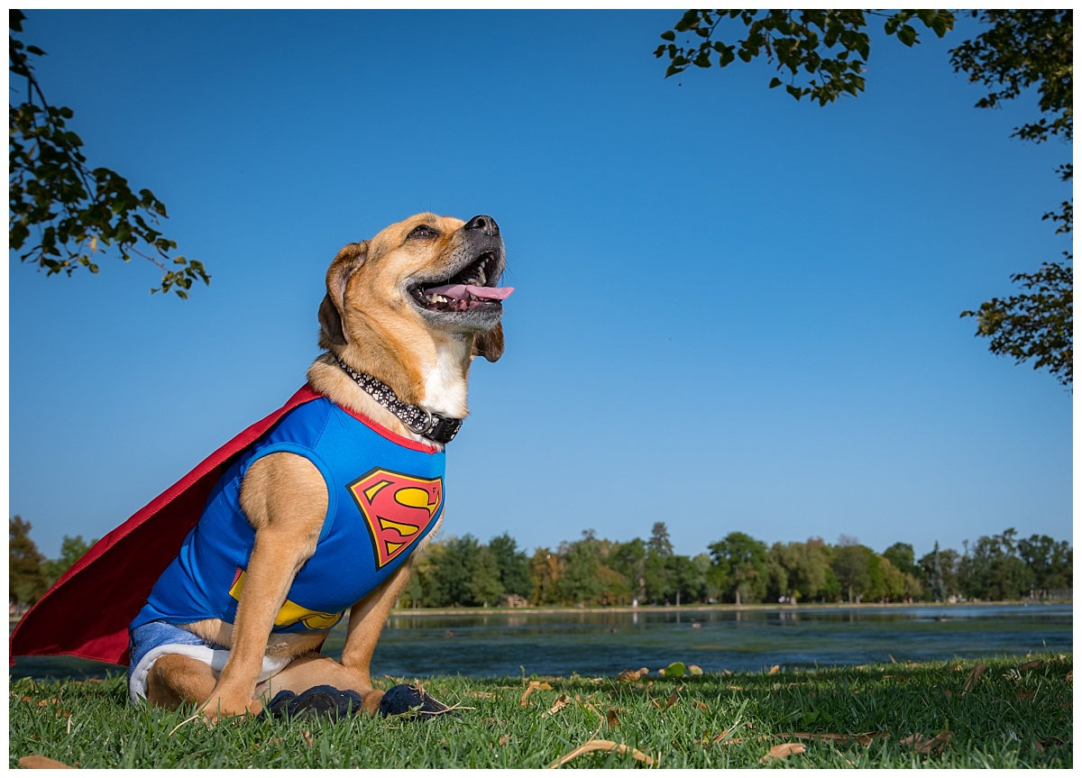 Super Watson - Furever Photography