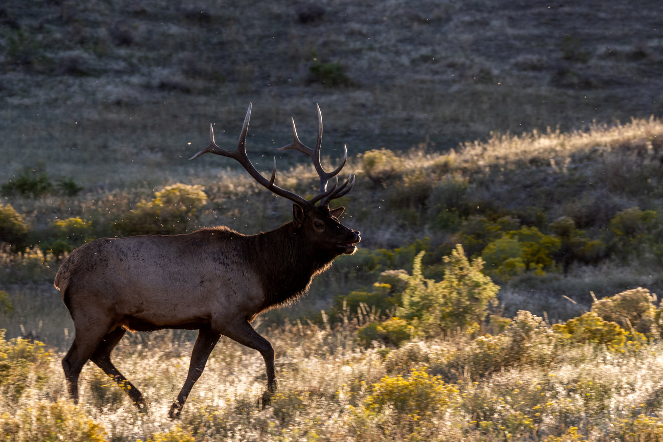 Bull Elk at sunrise Grant Teton National Park