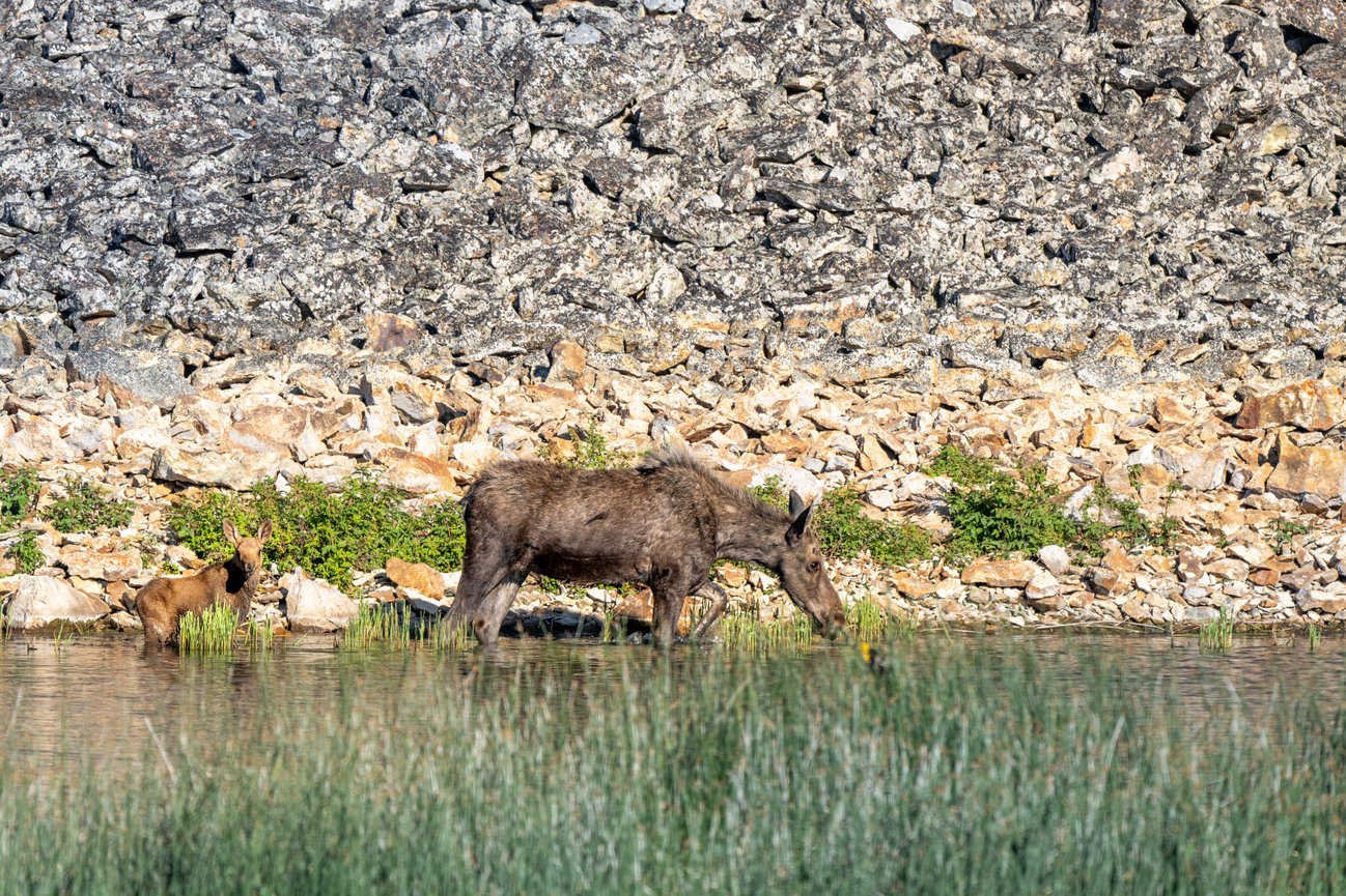 Female Moose and her baby drinking from pond Yellowstone National Park