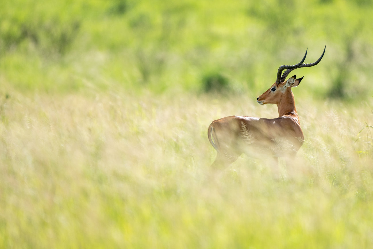 Tanzania Africa image of Grants Gazelle in the tall grasses at sunrise