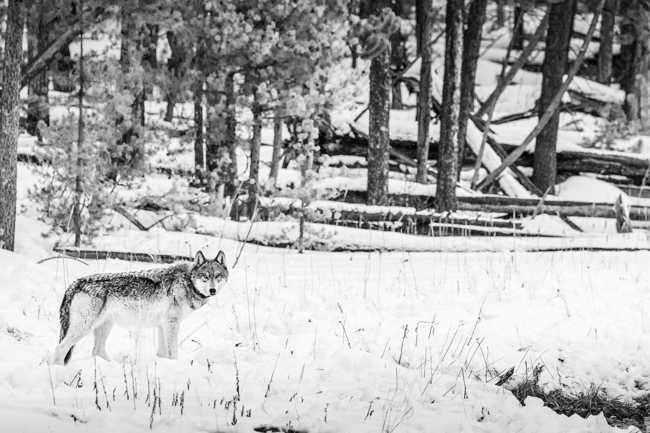 Yellowstone National Park Wildlife Image of a Wolf closeup in the snow