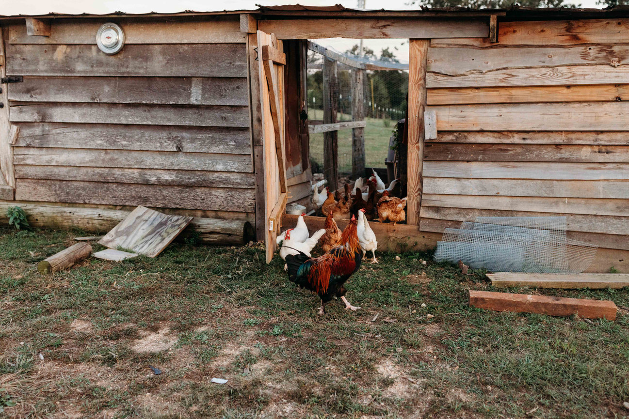 chickens walk through a coop door in a Huntsville, Alabama family photoshoot