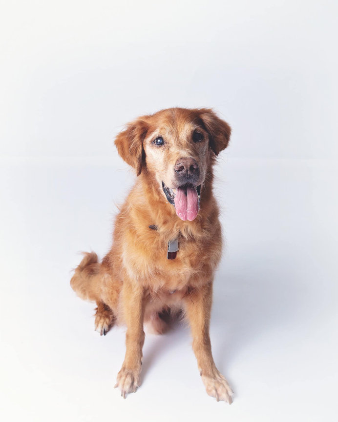 An older golden retriever smiles into the camera