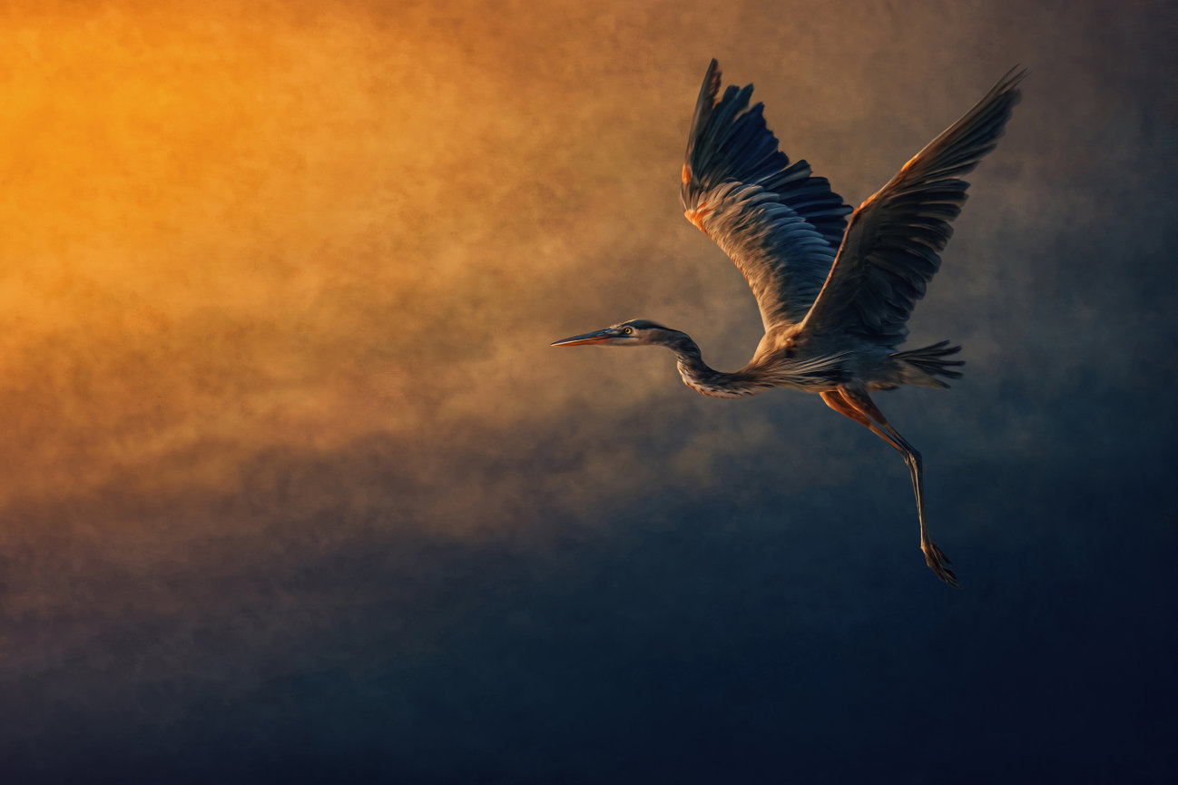 © Corey McDonald