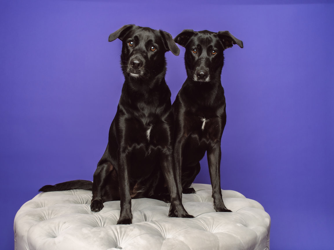 Pet portrait of a Labrador taken at BarkHop Studio, a dog photography studio near Downingtown PA