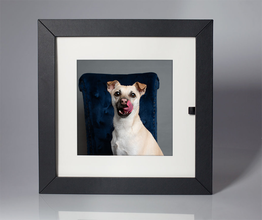 BarkHop Studio | Pet & Dog Photography Investment