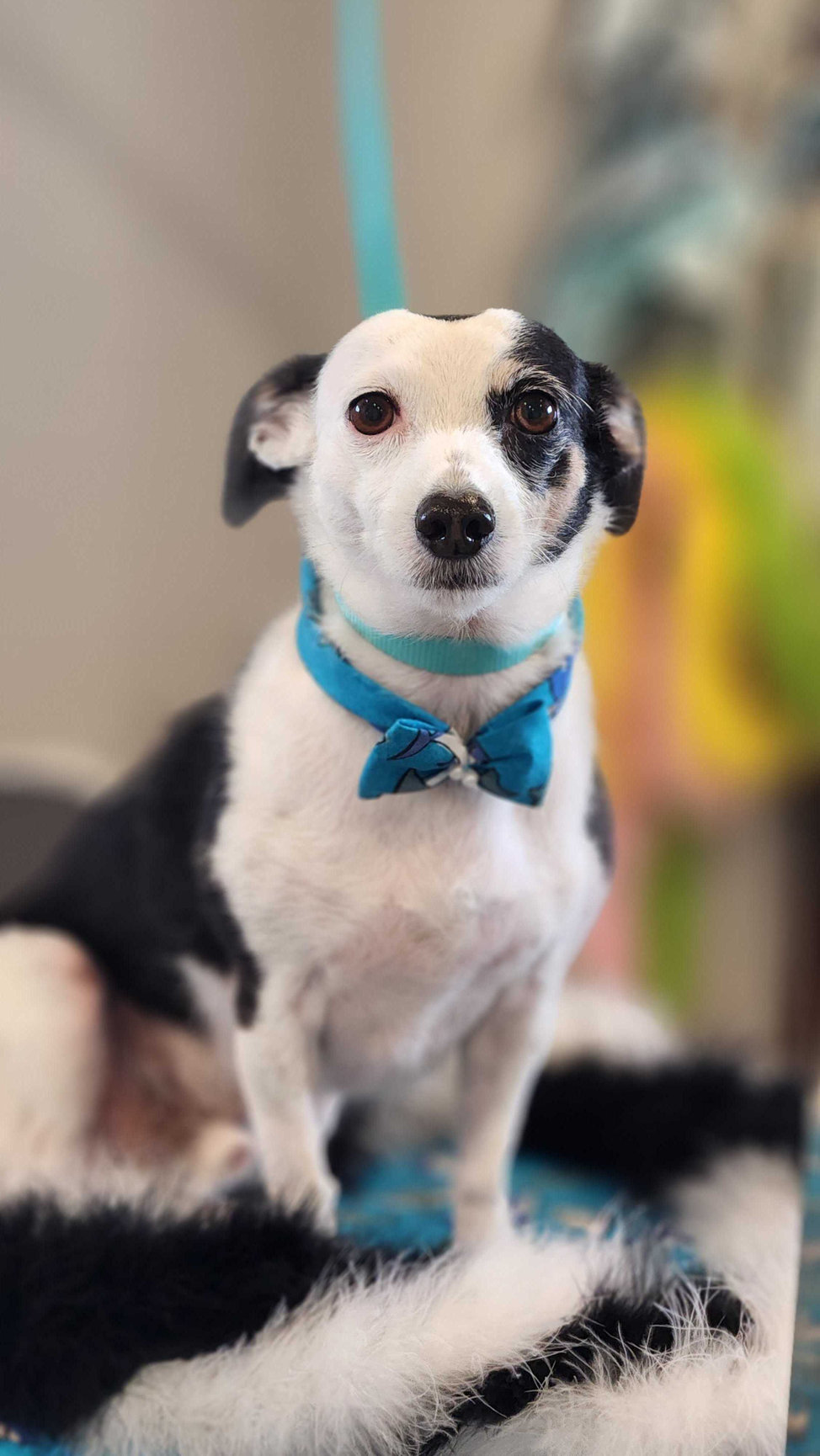 GROOMING Amarillo Fetch