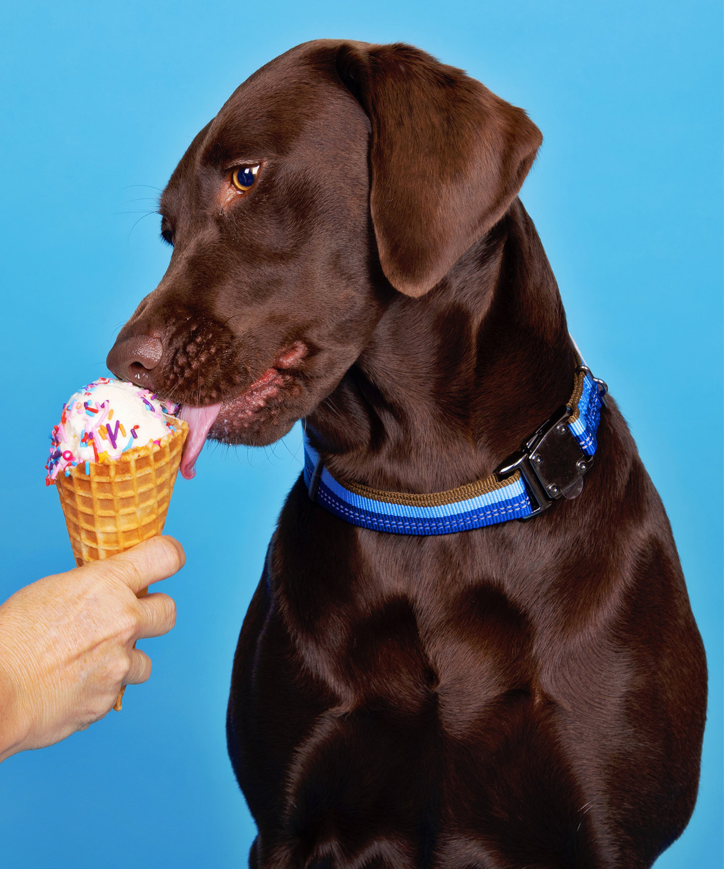 Talking Tails - How to Beat the Heat - Reflections by Rhiannon
