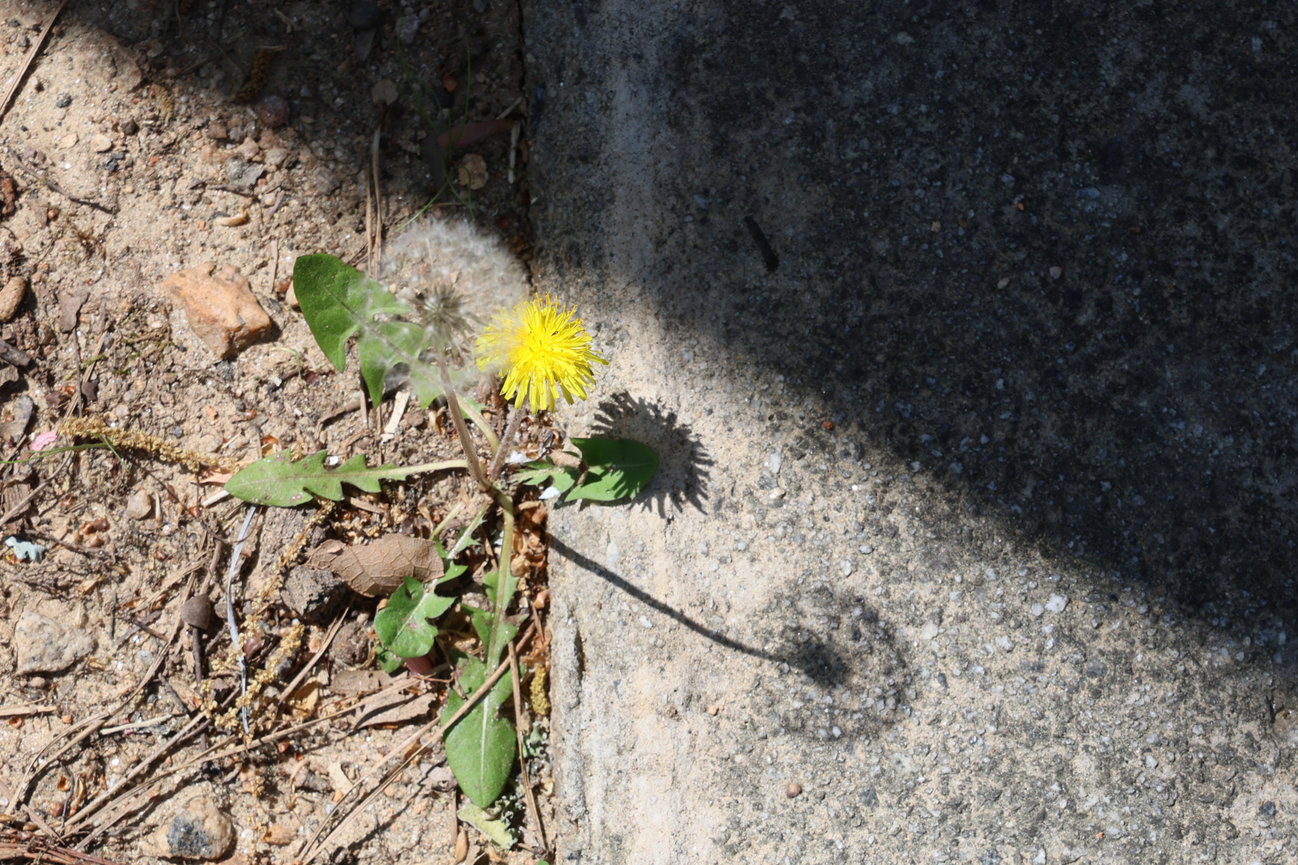 Small yellow flower growing beside a concrete path.