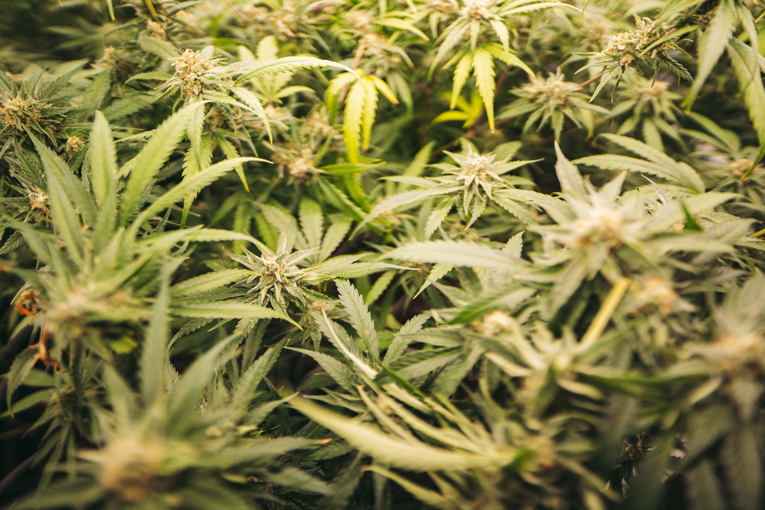 The Future Of Cannabis Exploring Innovations At Fluent Dispensary Melbourne Fl - 8llozrv