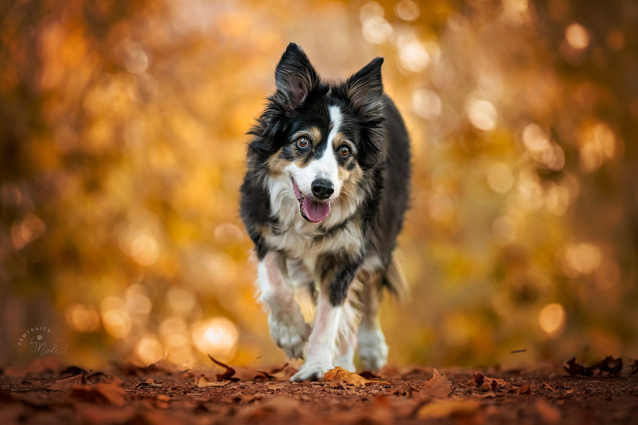 Las Vegas Dog Photographer logo