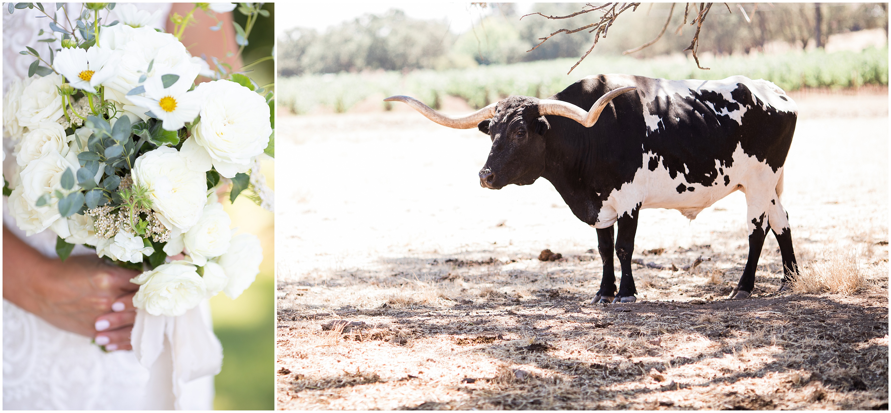 Wedding Bouquet long horn bull