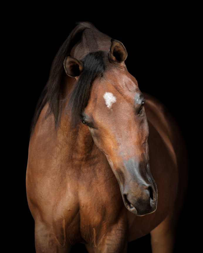 Equine Portrait of a Bay sport horse Gelding in Wellington Florida.