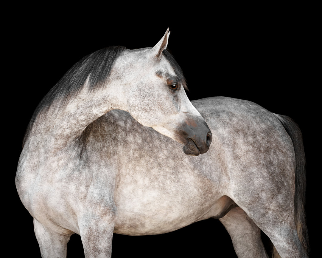 Grey OTTB Mare on a black background in Lexington, Kentucky.