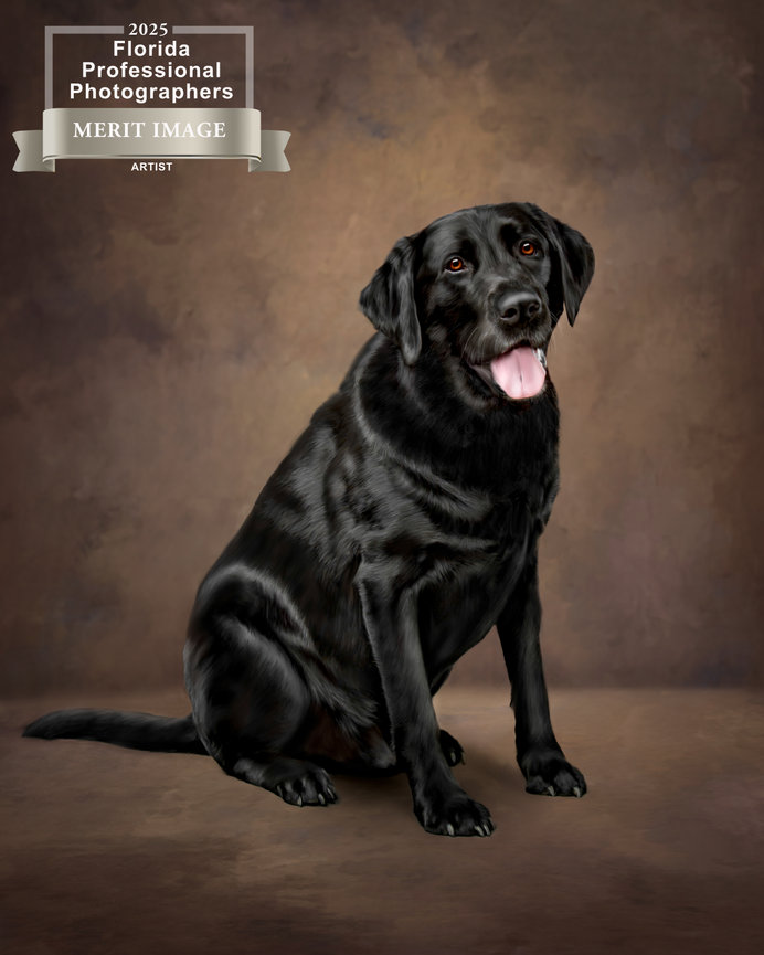 A black Labrador Retriever sitting against a muted backdrop, with a merit image ribbon displayed.