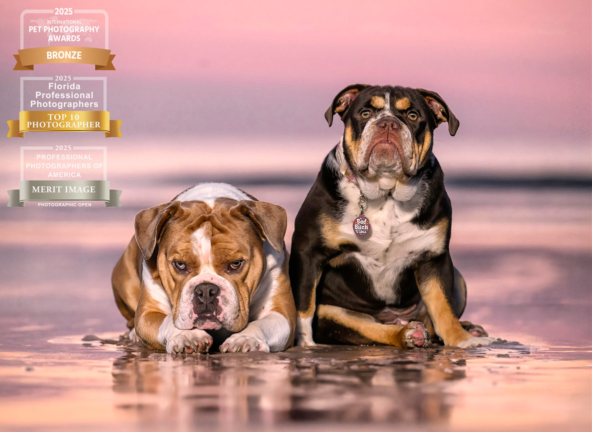 Two dogs sitting on a beach during sunset, one brown and white, the other black and tan, looking at the camera.