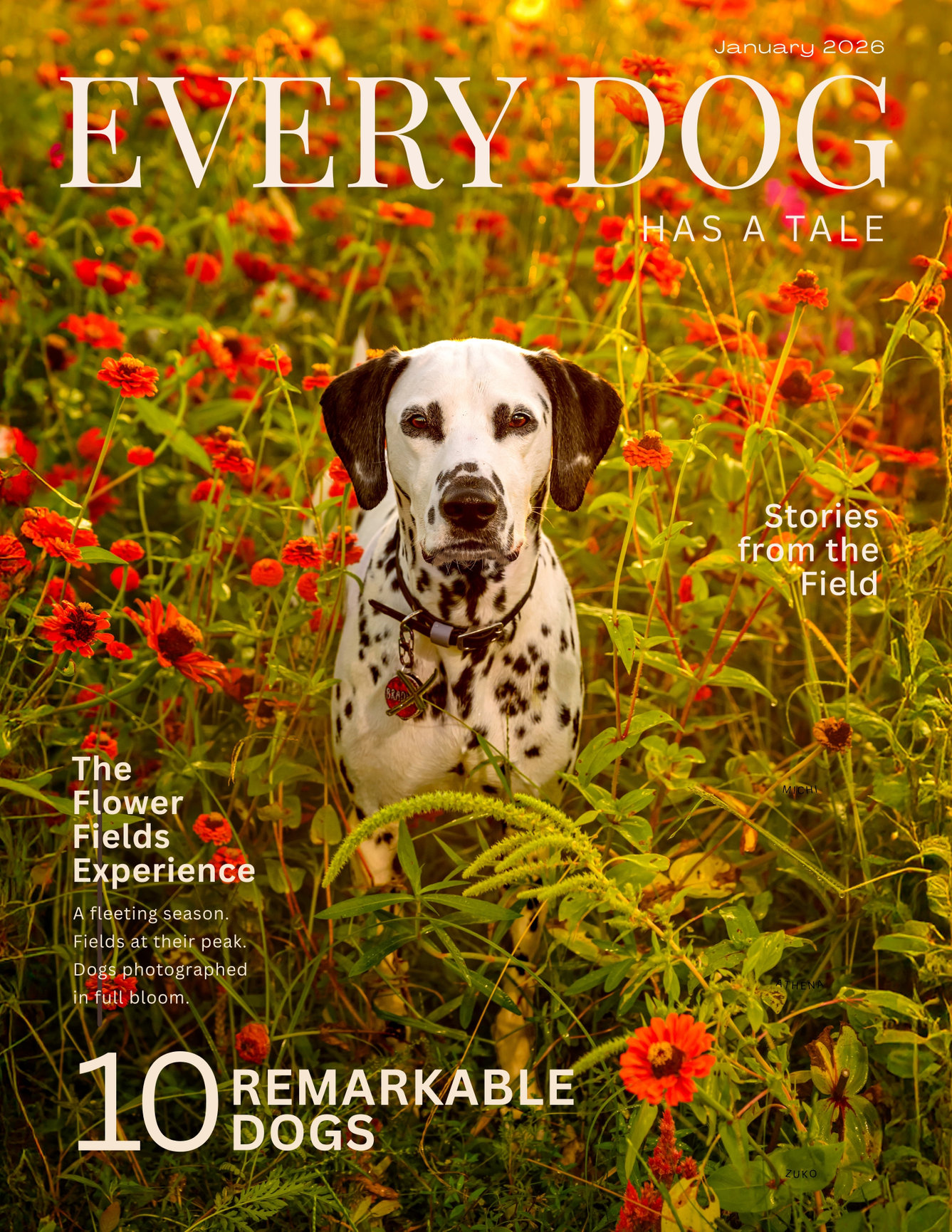 Every Dog Has a Tale Magazine | Dog Photography Stories
