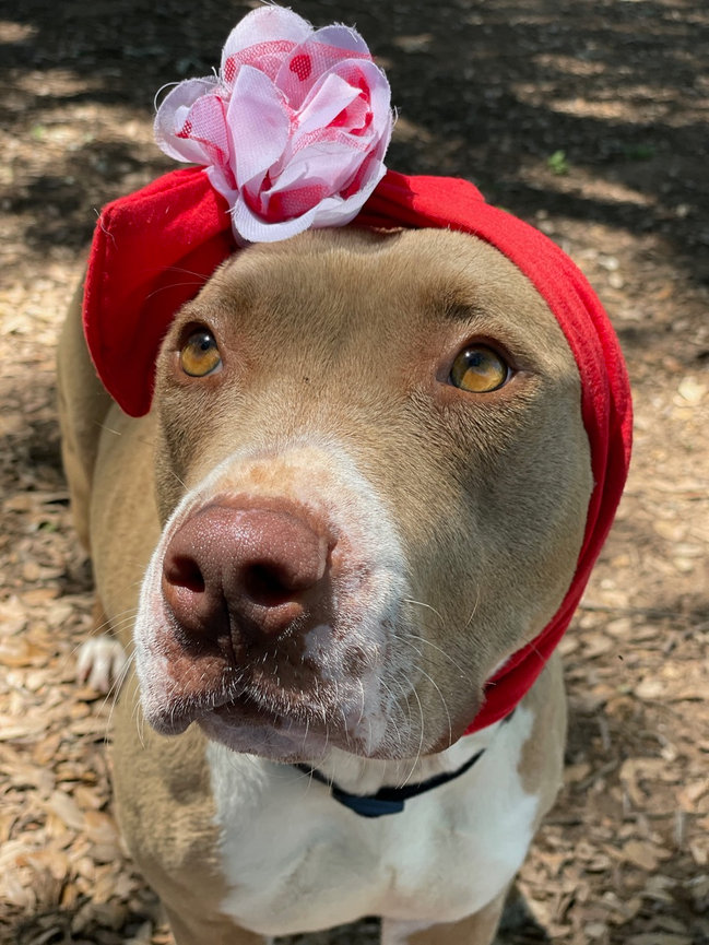 Tan dog wearing a red hat with a pink bow and looking up at the camera.