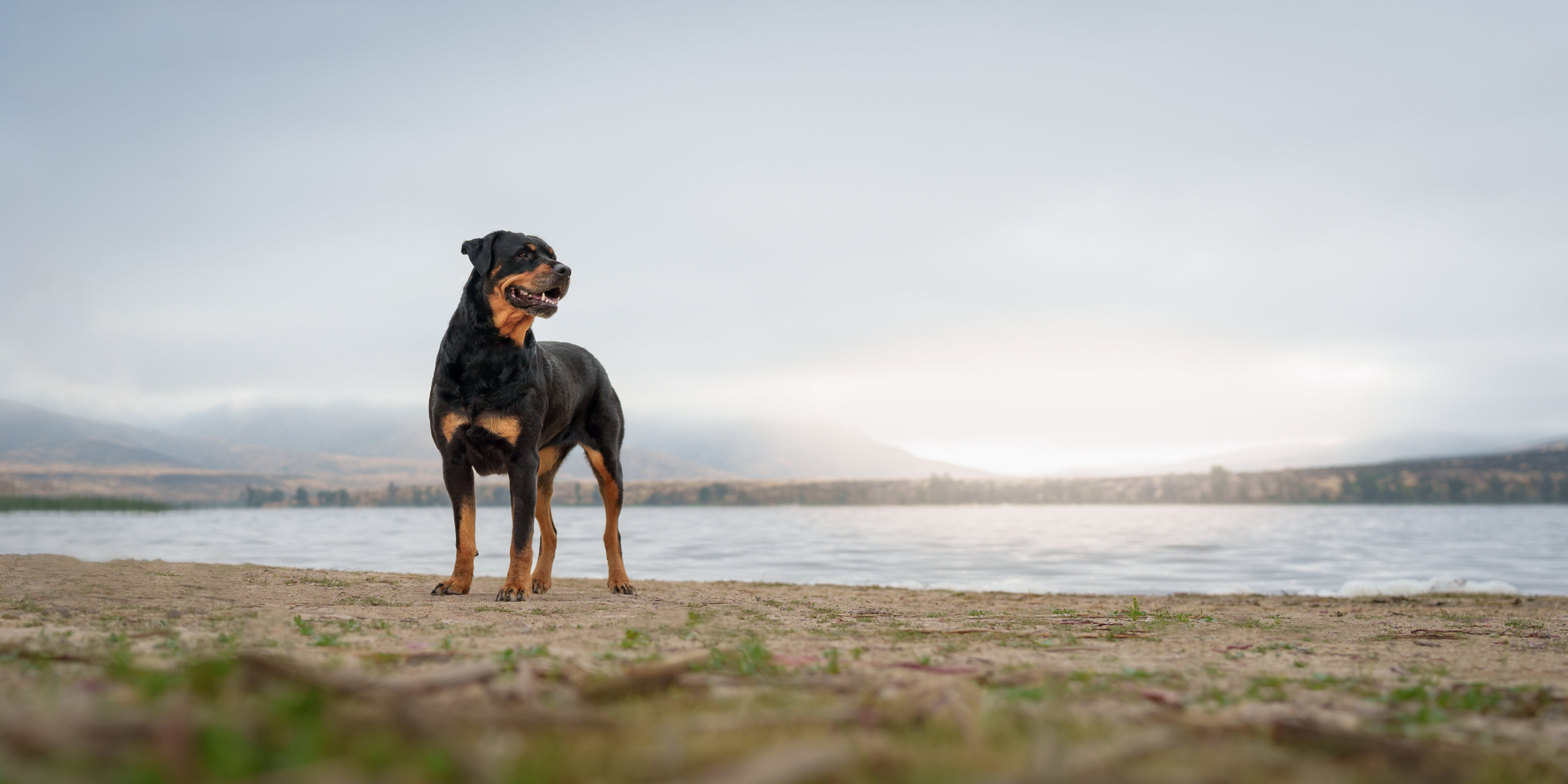 The Gallery - PicTails Pet Portraits