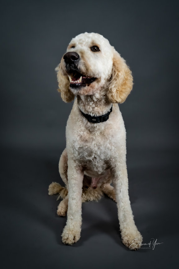 A fluffy, light-colored dog sitting against a dark background, wearing a black collar, looking up.