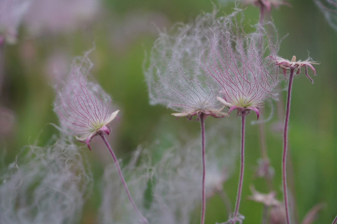 Prairie smoke flowers with fuzzy tops swaying in the breeze