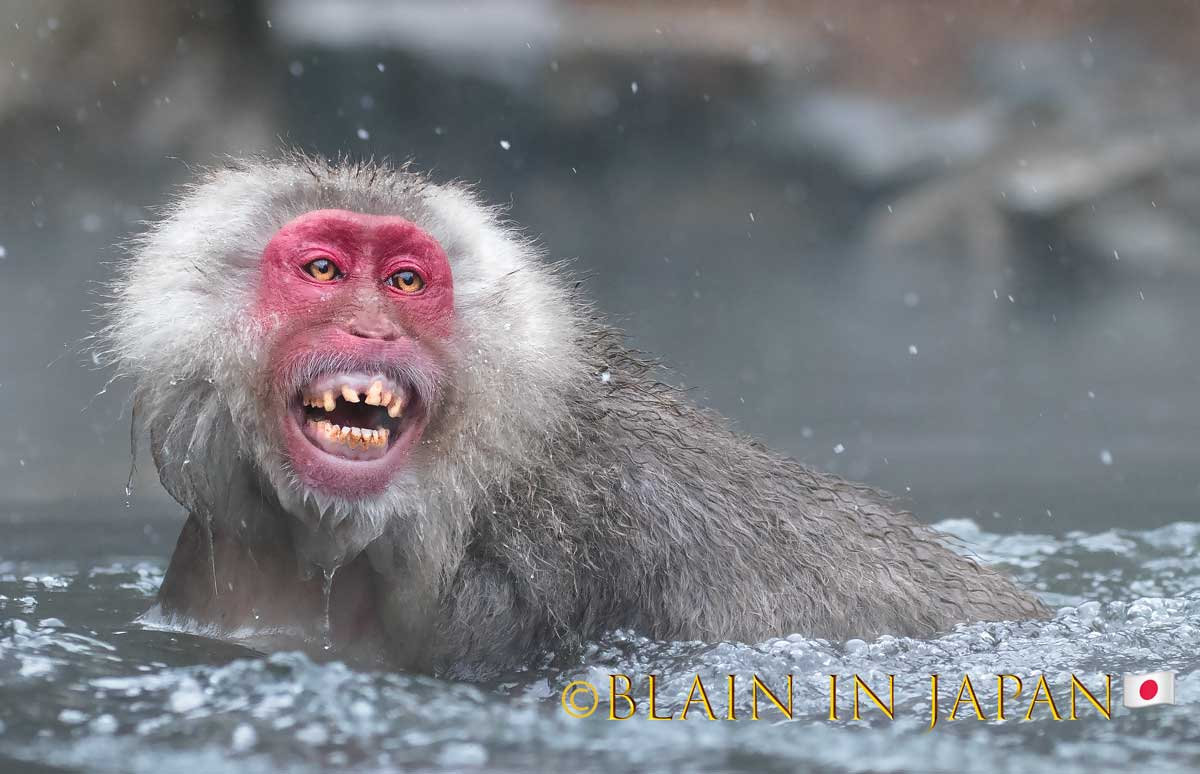 Snow Monkey Photo Tour Japan - Niigata, Nagano, or Anywhere Across