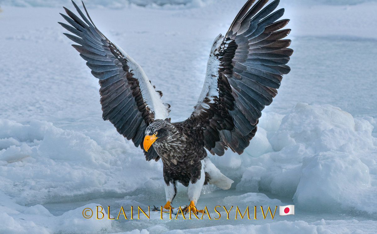 Hokkaido Nature Birding Tour - Steller’s Sea Eagle (Haliaeetus